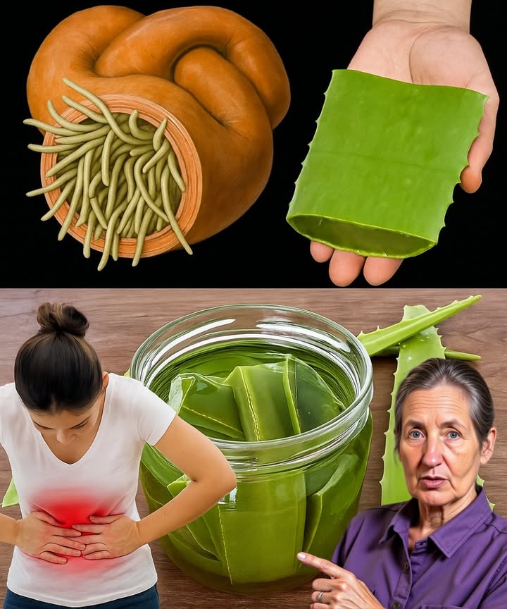 Could Aloe Vera Be the Secret Weapon Your Gut Needs? 🌿 Could Aloe Vera Be the Secret Weapon Your Gut Needs? 🌿