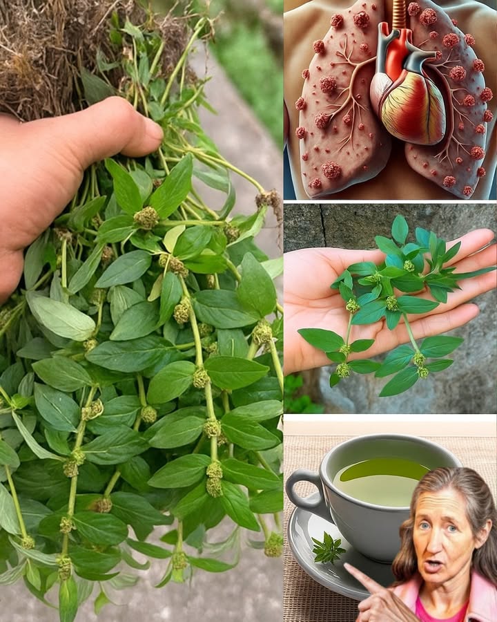 🌿 Unveil the Miraculous Power of Euphorbia Hirta: Nature’s Hidden Healer You Need to Know! 🌿 Unveil the Miraculous Power of Euphorbia Hirta: Nature’s Hidden Healer You Need to Know!