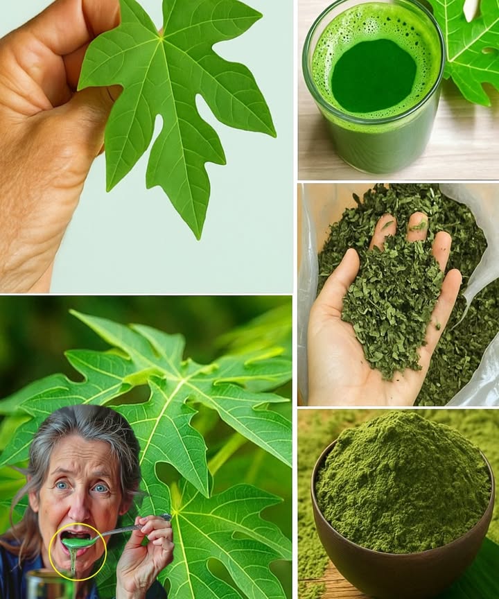 🌿 Papaya Leaves: Nature’s Hidden Cure for a Healthier You