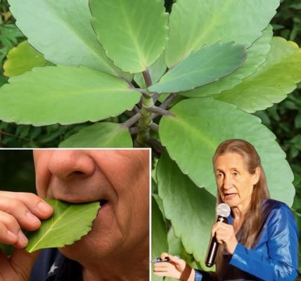 Unveil Nature’s Wonder: 20 Hidden Health Benefits of Kalanchoe Pinnata Revealed! 🌿 Unveil Nature’s Wonder: 20 Hidden Health Benefits of Kalanchoe Pinnata Revealed! 🌿