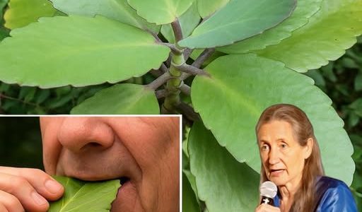Unveil Nature’s Wonder: 20 Hidden Health Benefits of Kalanchoe Pinnata Revealed! 🌿 Unveil Nature’s Wonder: 20 Hidden Health Benefits of Kalanchoe Pinnata Revealed! 🌿