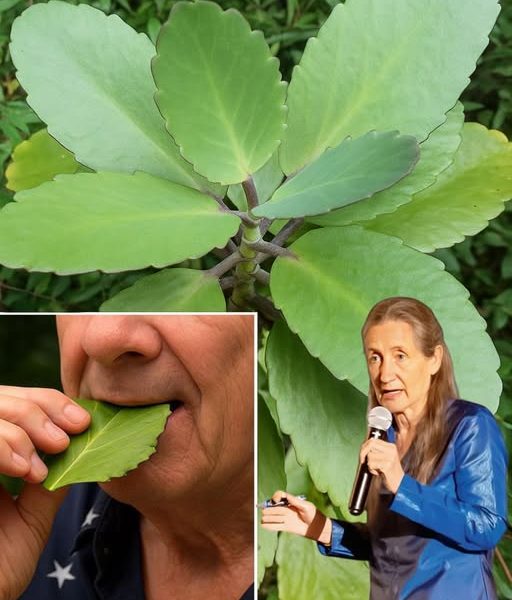 Unveil Nature’s Wonder: 20 Hidden Health Benefits of Kalanchoe Pinnata Revealed! 🌿 Unveil Nature’s Wonder: 20 Hidden Health Benefits of Kalanchoe Pinnata Revealed! 🌿