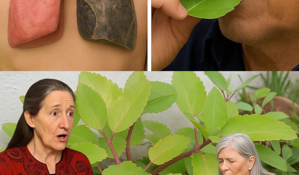 The Miracle Leaf Exposed: Unlock the Astonishing Healing Powers of Kalanchoe Pinnata The Miracle Leaf Exposed: Unlock the Astonishing Healing Powers of Kalanchoe Pinnata