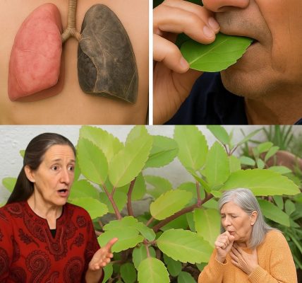 The Miracle Leaf Exposed: Unlock the Astonishing Healing Powers of Kalanchoe Pinnata The Miracle Leaf Exposed: Unlock the Astonishing Healing Powers of Kalanchoe Pinnata