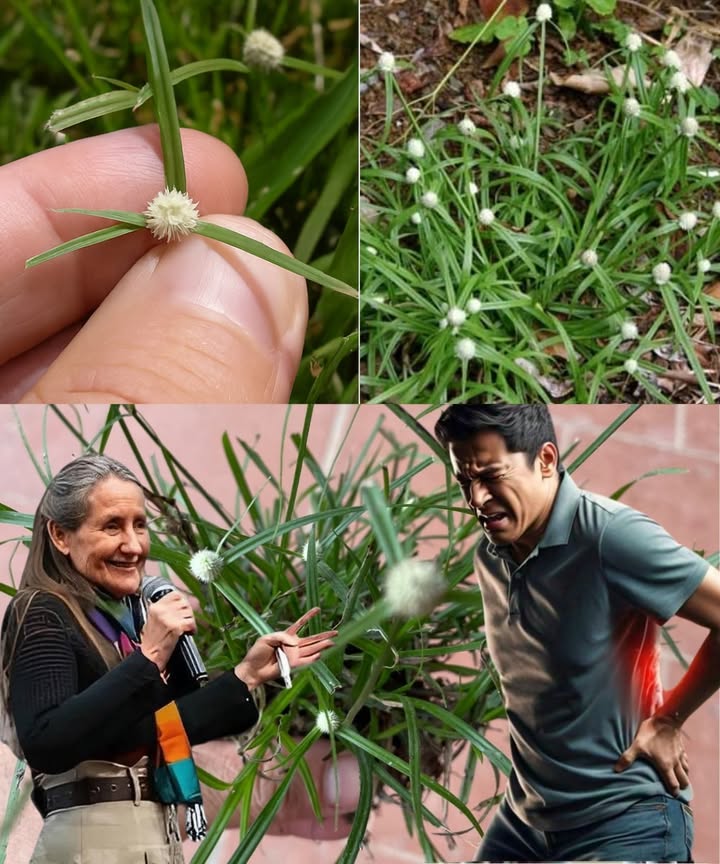 🌿 Nature’s Secret Healer: Discover the Astonishing Powers of Kyllinga Brevifolia for a Healthier You 🌿 Nature’s Secret Healer: Discover the Astonishing Powers of Kyllinga Brevifolia for a Healthier You