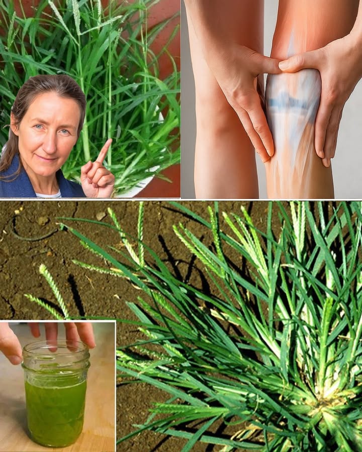 🌱 Goosegrass: The Humble Weed with Extraordinary Healing Powers 🌱 Goosegrass: The Humble Weed with Extraordinary Healing Powers