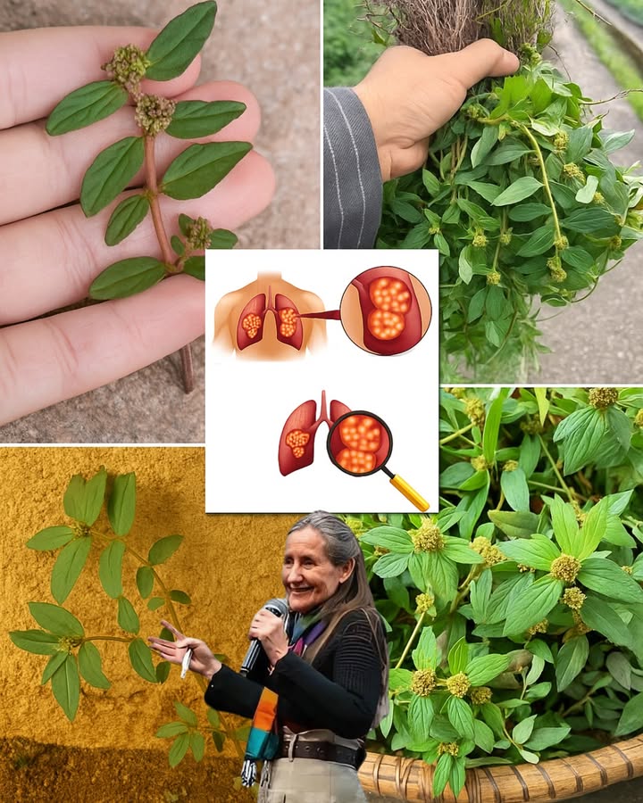 🌿 Euphorbia Hirta: The Miracle Weed That Heals Body and Soul 🌿 Euphorbia Hirta: The Miracle Weed That Heals Body and Soul