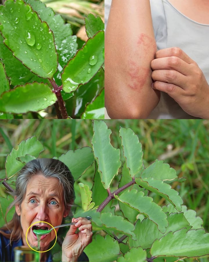 🌿 The Hidden Secret to Taming High Blood Pressure Naturally: A Remedy You’ll Wish You Knew Sooner 🌿 The Hidden Secret to Taming High Blood Pressure Naturally: A Remedy You’ll Wish You Knew Sooner