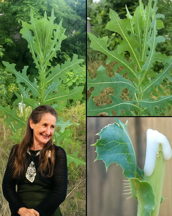 Unlock the Ancient Secrets of Wild Lettuce Sap: Nature’s Painkiller You’ll Wish You Knew Sooner! Unlock the Ancient Secrets of Wild Lettuce Sap: Nature’s Painkiller You’ll Wish You Knew Sooner!