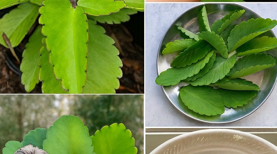 šæ Leaf of Life Unraveled: Natureās Miraculous Secret Awaits You šæ Leaf of Life Unraveled: Natureās Miraculous Secret Awaits You