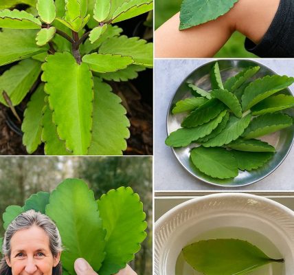 🌿 Leaf of Life Unraveled: Nature’s Miraculous Secret Awaits You 🌿 Leaf of Life Unraveled: Nature’s Miraculous Secret Awaits You