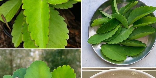 🌿 Leaf of Life Unraveled: Nature’s Miraculous Secret Awaits You