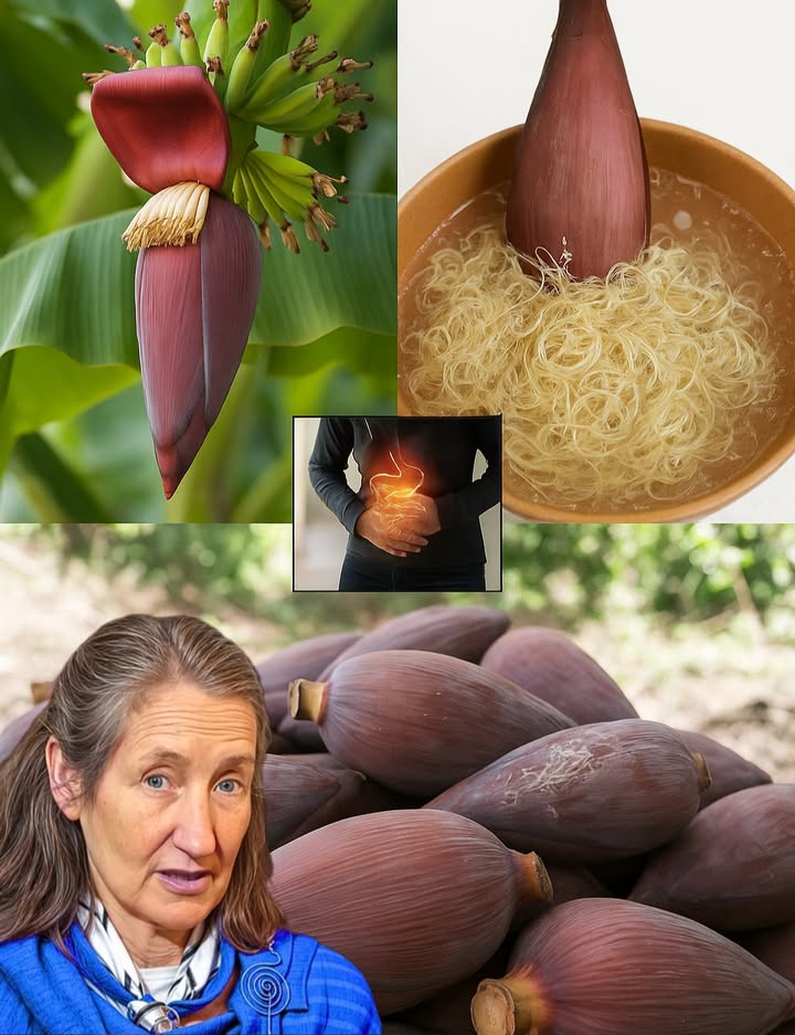 🌺 Banana Blossom Magic: The Hidden Superfood That Can Transform Your Body 🌺 Banana Blossom Magic: The Hidden Superfood That Can Transform Your Body