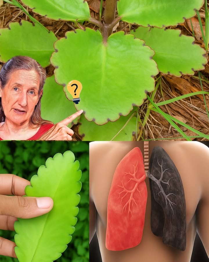 🌱 Discover the Hidden Magic of Leaf of Life: Your Backyard’s Miracle Healer 🌱 Discover the Hidden Magic of Leaf of Life: Your Backyard’s Miracle Healer