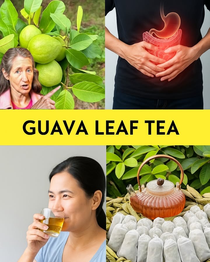 🌱 The Hidden Power of Guava Leaves: Your Secret Weapon for Blood Sugar Mastery 🌱 The Hidden Power of Guava Leaves: Your Secret Weapon for Blood Sugar Mastery