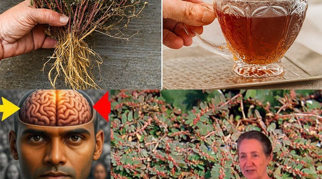 Unlock the Hidden Power of Euphorbia Prostrata: Nature’s Ultimate Healing Secret 🌱 Unlock the Hidden Power of Euphorbia Prostrata: Nature’s Ultimate Healing Secret 🌱