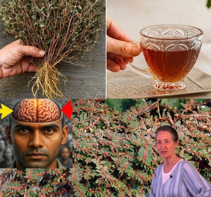 Unlock the Hidden Power of Euphorbia Prostrata: Nature’s Ultimate Healing Secret 🌱 Unlock the Hidden Power of Euphorbia Prostrata: Nature’s Ultimate Healing Secret 🌱