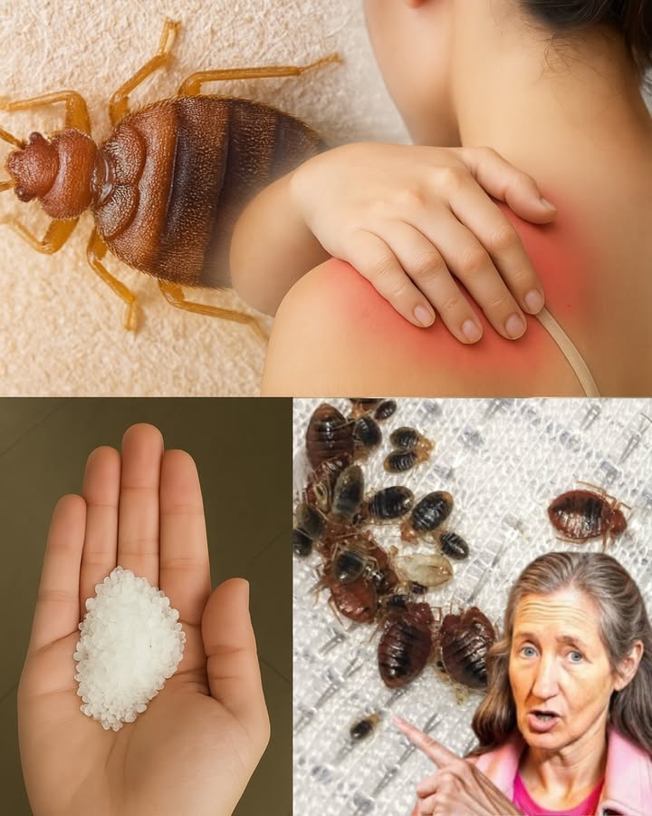 🌿 Banish Garden Pests in Minutes: The Neem Oil Secret to a Bug-Free Oasis 🌿 Banish Garden Pests in Minutes: The Neem Oil Secret to a Bug-Free Oasis