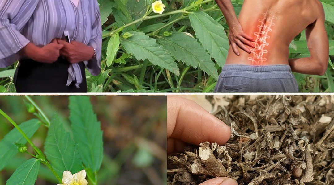 Sida Acuta: The Ancient Herb That Heals Body and Soul Sida Acuta: The Ancient Herb That Heals Body and Soul