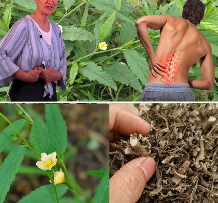 Sida Acuta: The Ancient Herb That Heals Body and Soul Sida Acuta: The Ancient Herb That Heals Body and Soul