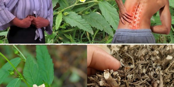 Sida Acuta: The Ancient Herb That Heals Body and Soul Sida Acuta: The Ancient Herb That Heals Body and Soul