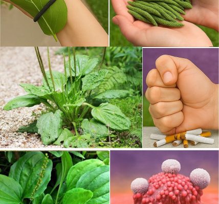 Unlock the Magic of Plantain: Natureâs Forgotten Healer đż Unlock the Magic of Plantain: Natureâs Forgotten Healer đż