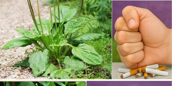 Unlock the Magic of Plantain: Nature’s Forgotten Healer 🌿 Unlock the Magic of Plantain: Nature’s Forgotten Healer 🌿