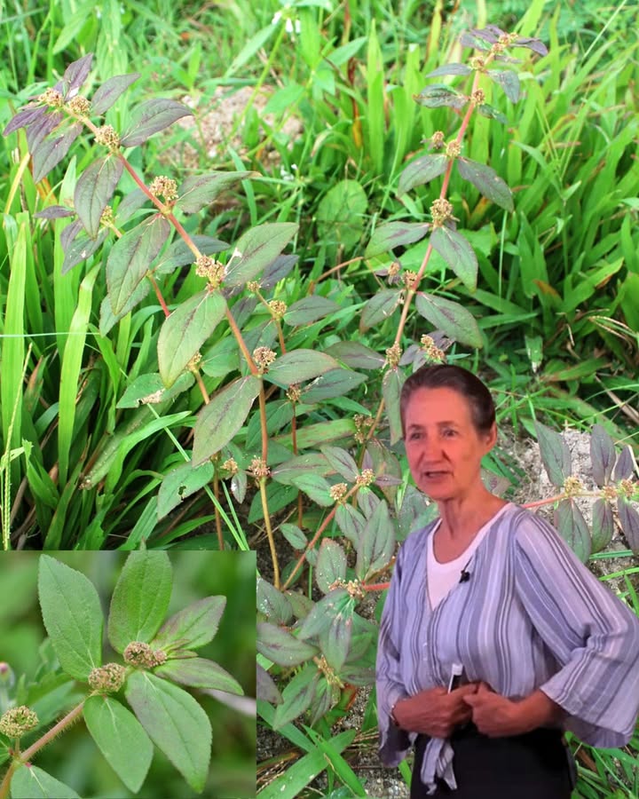 šæ The Hidden Marvel of Euphorbia Hirta: Natureās Tiny Healer Unveiled šæ The Hidden Marvel of Euphorbia Hirta: Natureās Tiny Healer Unveiled