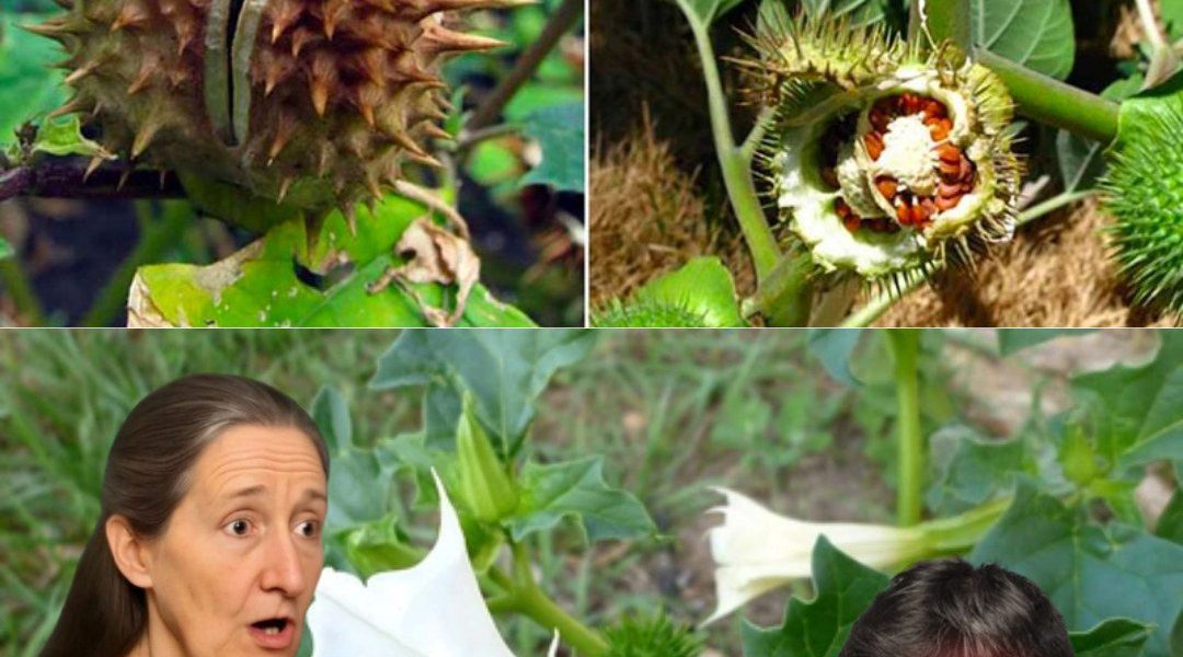 🌙 The Enigmatic Spell of Datura: Nature’s Seductive Poison 🌙 The Enigmatic Spell of Datura: Nature’s Seductive Poison