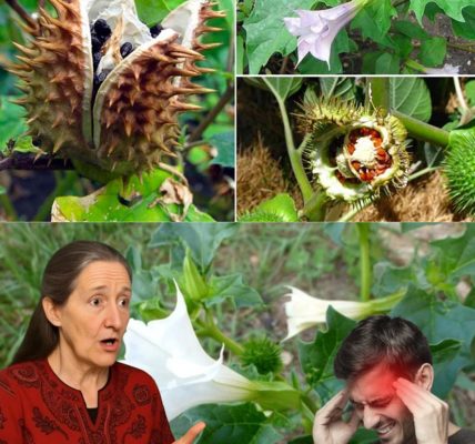 🌙 The Enigmatic Spell of Datura: Nature’s Seductive Poison 🌙 The Enigmatic Spell of Datura: Nature’s Seductive Poison