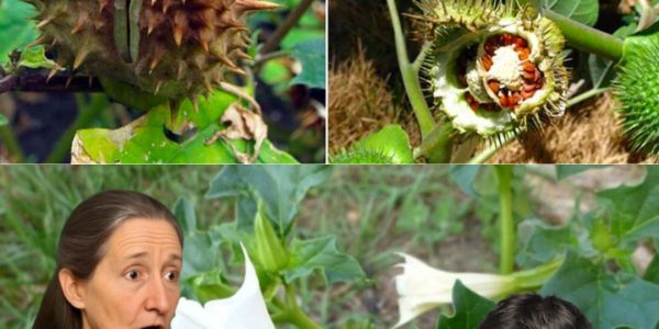 🌙 The Enigmatic Spell of Datura: Nature’s Seductive Poison 🌙 The Enigmatic Spell of Datura: Nature’s Seductive Poison