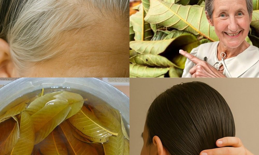 🌿 Discover the Magic of Guava Leaves: Your Secret to Luscious, Healthy Hair 🌿 Discover the Magic of Guava Leaves: Your Secret to Luscious, Healthy Hair