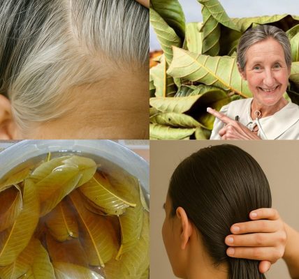 🌿 Discover the Magic of Guava Leaves: Your Secret to Luscious, Healthy Hair 🌿 Discover the Magic of Guava Leaves: Your Secret to Luscious, Healthy Hair