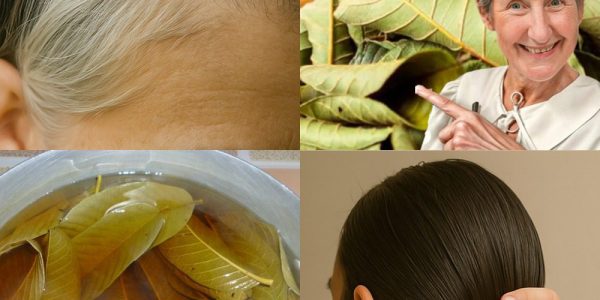 🌿 Discover the Magic of Guava Leaves: Your Secret to Luscious, Healthy Hair 🌿 Discover the Magic of Guava Leaves: Your Secret to Luscious, Healthy Hair