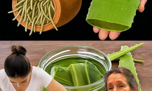 Is Aloe Vera the Hidden Key to a Happier, Healthier Gut? 🌱 Is Aloe Vera the Hidden Key to a Happier, Healthier Gut? 🌱