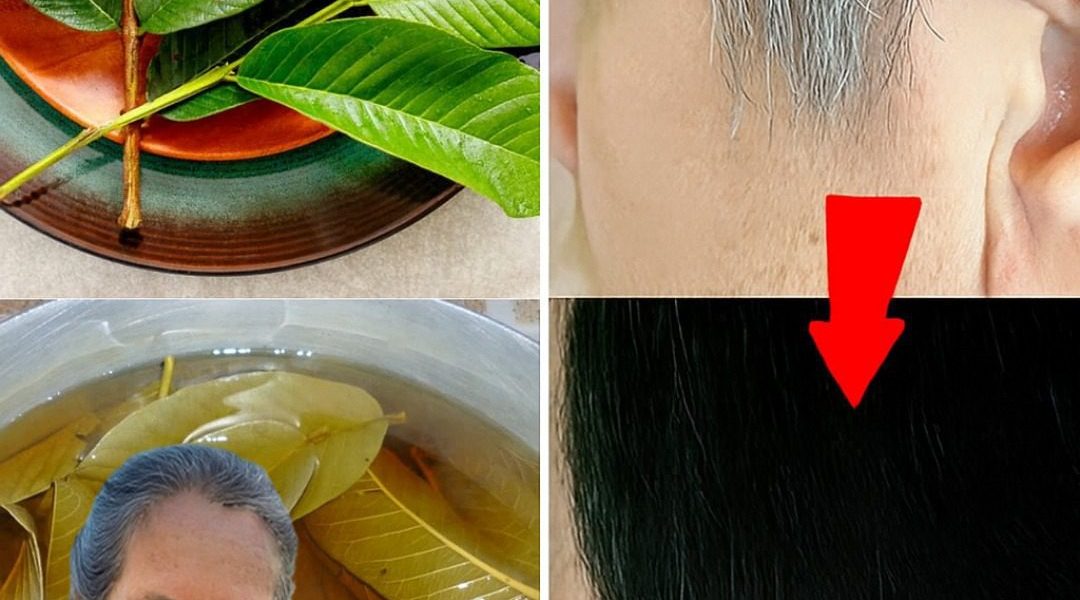 đż Guava Leaves: The Secret to Turning White Hair Black and Growing Luscious Locks in Minutes đż Guava Leaves: The Secret to Turning White Hair Black and Growing Luscious Locks in Minutes