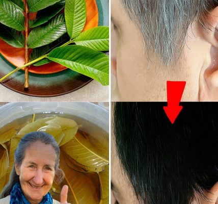 🌿 Guava Leaves: The Secret to Turning White Hair Black and Growing Luscious Locks in Minutes 🌿 Guava Leaves: The Secret to Turning White Hair Black and Growing Luscious Locks in Minutes