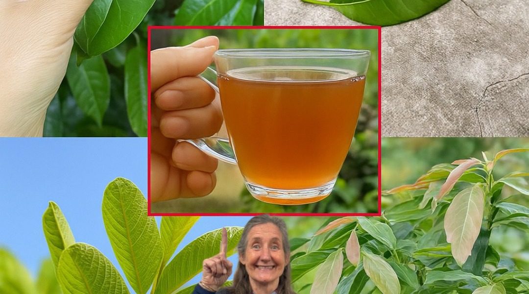 Unlock the Secret to a Healthier You: How Soursop, Guava, Mango, and Avocado Leaves Can Transform Your Life! Unlock the Secret to a Healthier You: How Soursop, Guava, Mango, and Avocado Leaves Can Transform Your Life!