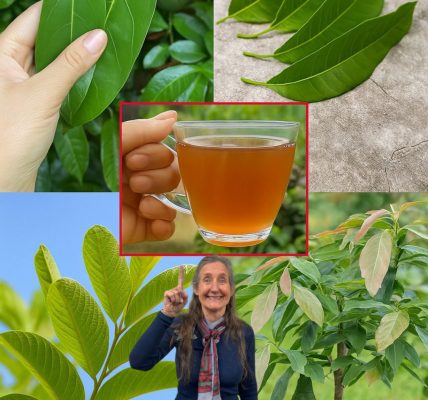 Unlock the Secret to a Healthier You: How Soursop, Guava, Mango, and Avocado Leaves Can Transform Your Life! Unlock the Secret to a Healthier You: How Soursop, Guava, Mango, and Avocado Leaves Can Transform Your Life!