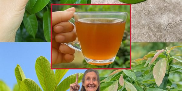 Unlock the Secret to a Healthier You: How Soursop, Guava, Mango, and Avocado Leaves Can Transform Your Life! Unlock the Secret to a Healthier You: How Soursop, Guava, Mango, and Avocado Leaves Can Transform Your Life!