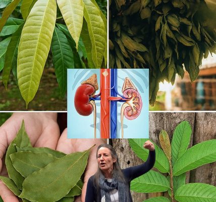 🍃The 4 Secret Leaves Doctors Never Mention: A Natural Shield Against Diabetes, Fatty Liver, Cancer, and High Blood Pressure 🍃The 4 Secret Leaves Doctors Never Mention: A Natural Shield Against Diabetes, Fatty Liver, Cancer, and High Blood Pressure