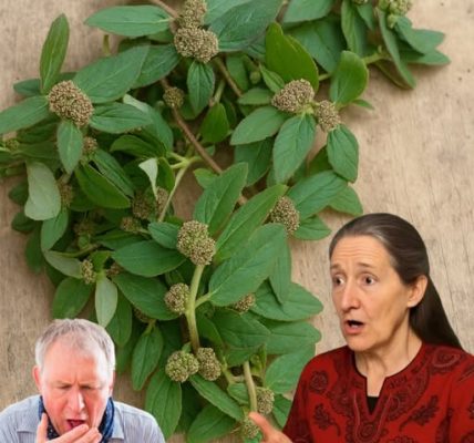 Uncover the Secret Healer: Why Euphorbia Hirta Is Nature’s Most Astonishing Hidden Gem! 🌱 Uncover the Secret Healer: Why Euphorbia Hirta Is Nature’s Most Astonishing Hidden Gem! 🌱