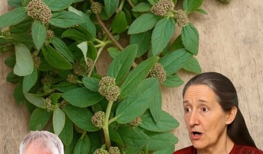 Uncover the Secret Healer: Why Euphorbia Hirta Is Nature’s Most Astonishing Hidden Gem! 🌱 Uncover the Secret Healer: Why Euphorbia Hirta Is Nature’s Most Astonishing Hidden Gem! 🌱