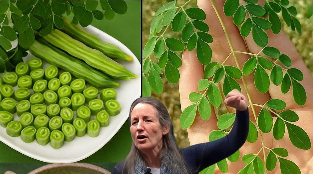 🌱 Moringa’s Hidden Power: 7 Life-Changing Benefits to Supercharge Your Health 🌱 Moringa’s Hidden Power: 7 Life-Changing Benefits to Supercharge Your Health
