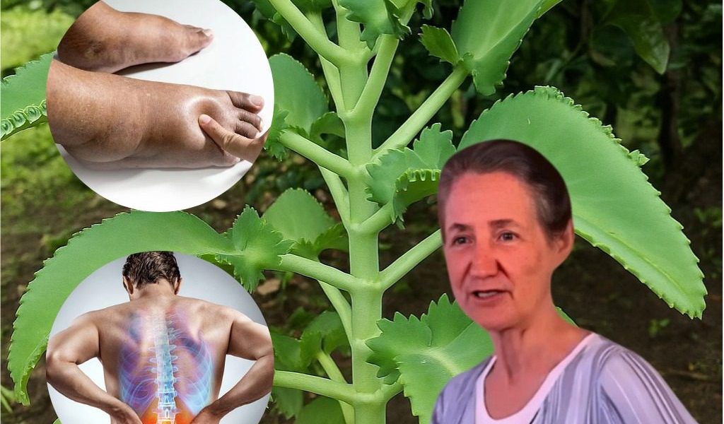 Unlock the Power of Kalanchoe: 7 Miraculous Benefits of This Healing Succulent That Will Transform Your Health Unlock the Power of Kalanchoe: 7 Miraculous Benefits of This Healing Succulent That Will Transform Your Health