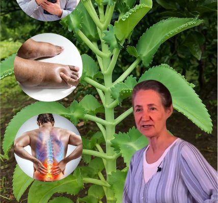 Unlock the Power of Kalanchoe: 7 Miraculous Benefits of This Healing Succulent That Will Transform Your Health Unlock the Power of Kalanchoe: 7 Miraculous Benefits of This Healing Succulent That Will Transform Your Health