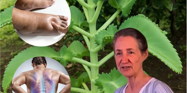 Unlock the Power of Kalanchoe: 7 Miraculous Benefits of This Healing Succulent That Will Transform Your Health Unlock the Power of Kalanchoe: 7 Miraculous Benefits of This Healing Succulent That Will Transform Your Health