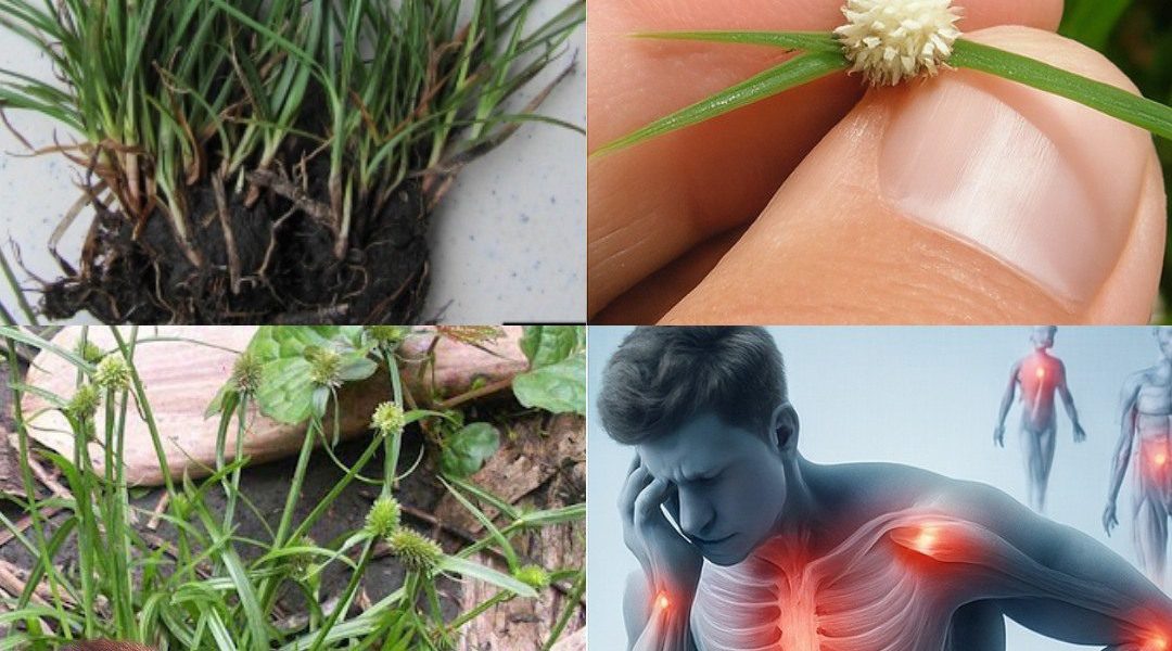 Unveil the Mystical Powers of Kyllinga brevifolia: Nature’s Secret Healer Awaits Unveil the Mystical Powers of Kyllinga brevifolia: Nature’s Secret Healer Awaits