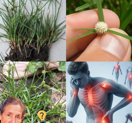 Unveil the Mystical Powers of Kyllinga brevifolia: Natureâs Secret Healer Awaits Unveil the Mystical Powers of Kyllinga brevifolia: Natureâs Secret Healer Awaits