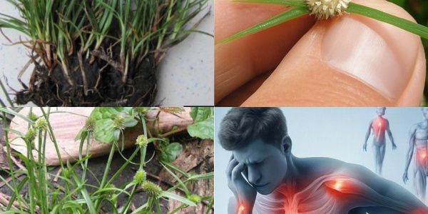 Unveil the Mystical Powers of Kyllinga brevifolia: Nature’s Secret Healer Awaits Unveil the Mystical Powers of Kyllinga brevifolia: Nature’s Secret Healer Awaits